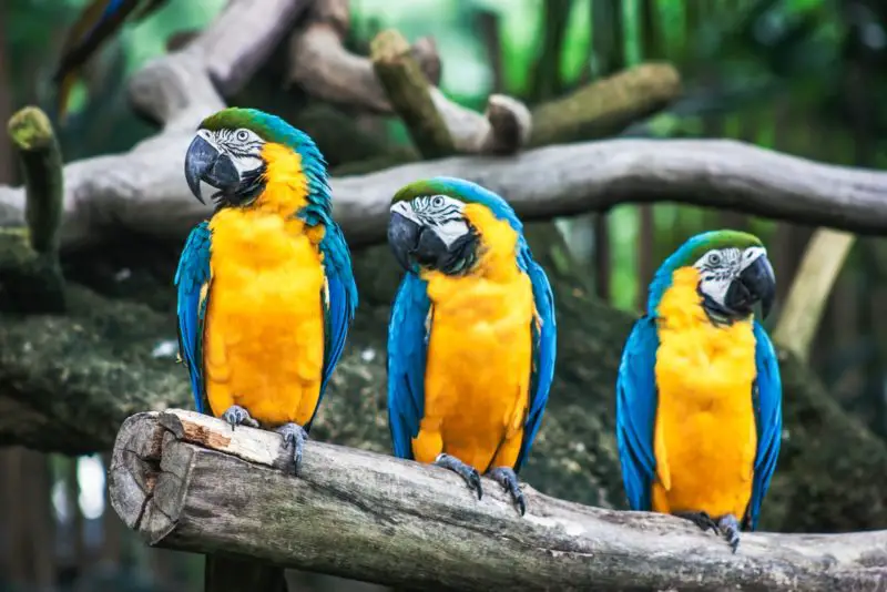 tres loros azules y amarillos en la rama de un árbol