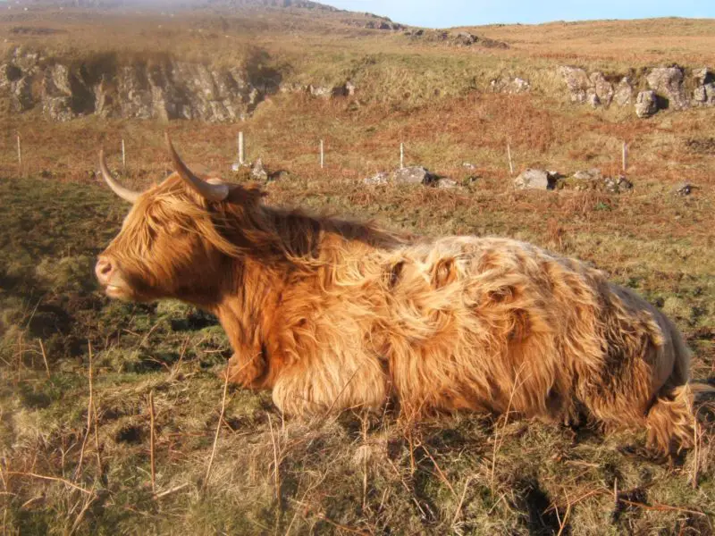 Zodíaco astrología espíritu animal capricornio buey