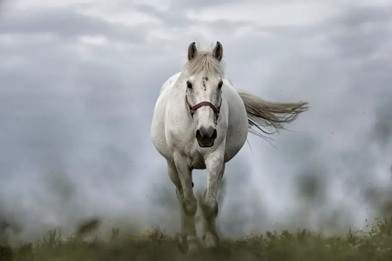 astrología zodiaco espíritu animal capricornio caballo