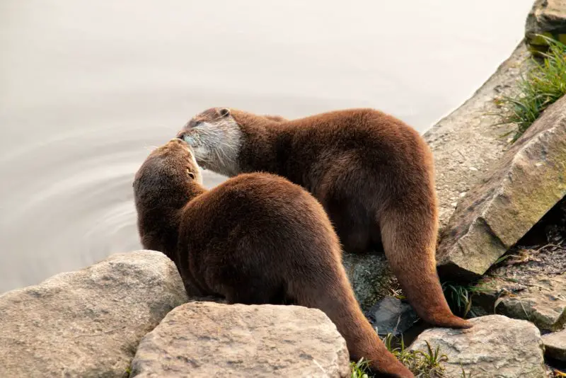 nutria animal sagitario