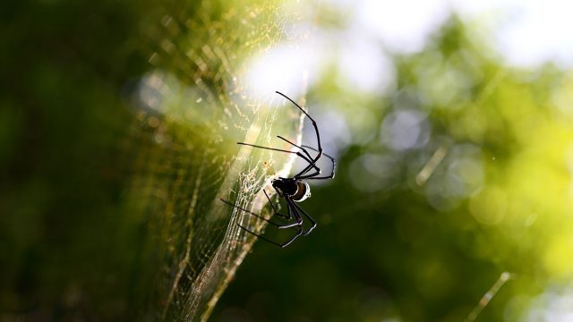 Capricornio hombre animal araña