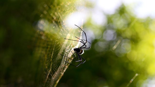 Capricornio hombre animal araña