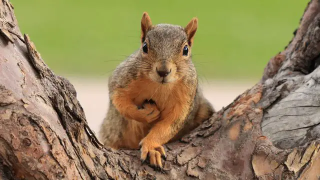 Ardilla animal hombre Géminis