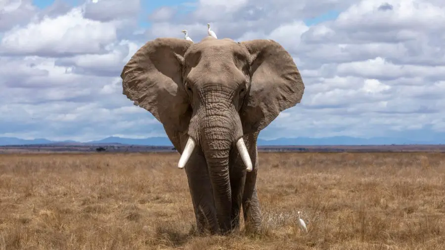 elefante caminando durante el día