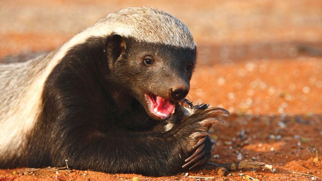 Acuario hombre animal tejón de miel