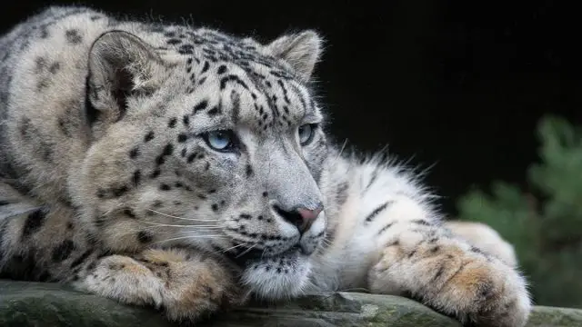 Acuario hombre animal leopardo de las nieves
