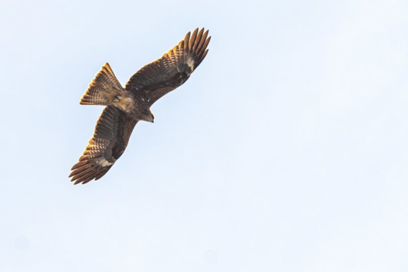 Escorpio espíritu animal zodiaco águila