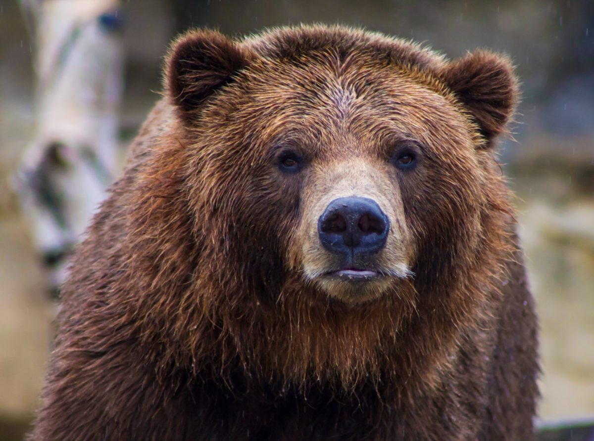 foto de enfoque superficial del oso grizzly marrón