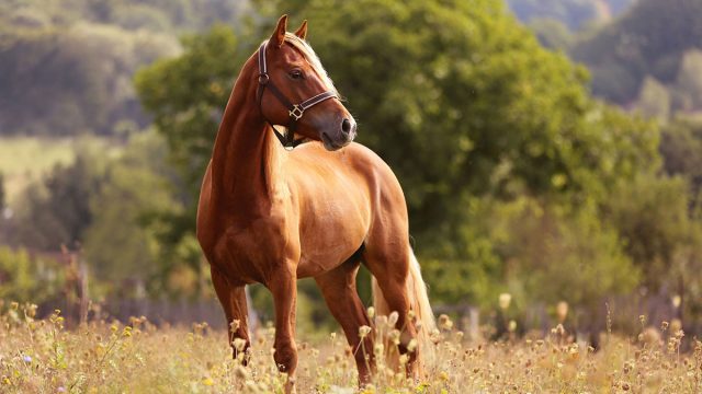 Sagitario mujer animal caballo