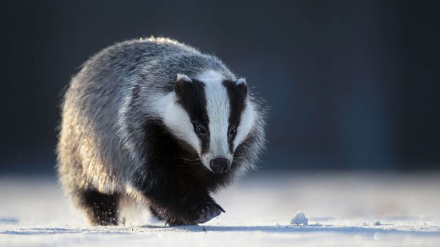 Escorpio mujer animal tejón