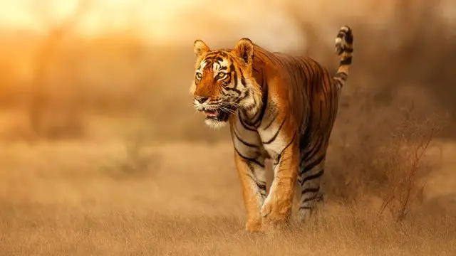 Aries hombre animal tigre