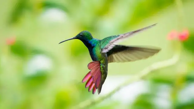 Aries hombre animal colibrí