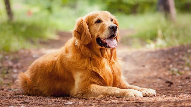 Piscis mujer animal golden retriever