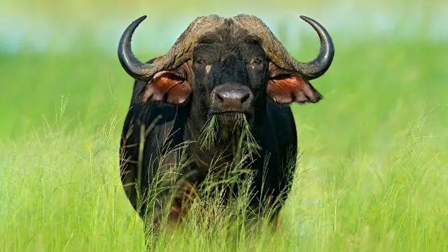 Tauro mujer animal búfalo