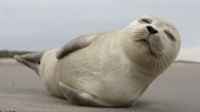 Foca animal mujer Libra