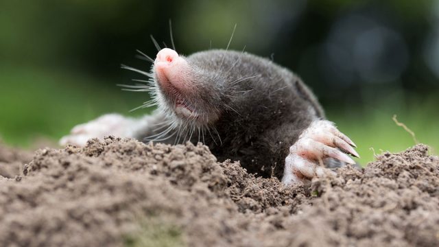 Cáncer mujer topo animal