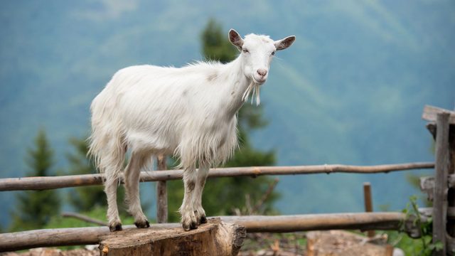 Capricornio mujer animal cabra