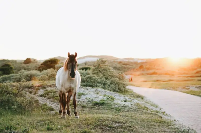 sagitario espíritu animal caballo