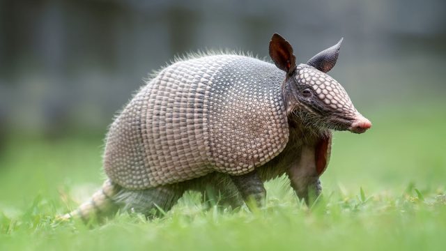 Capricornio mujer animal armadillo