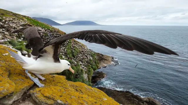 Capricornio hombre animal albatros