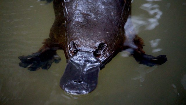 Acuario hombre animal ornitorrinco