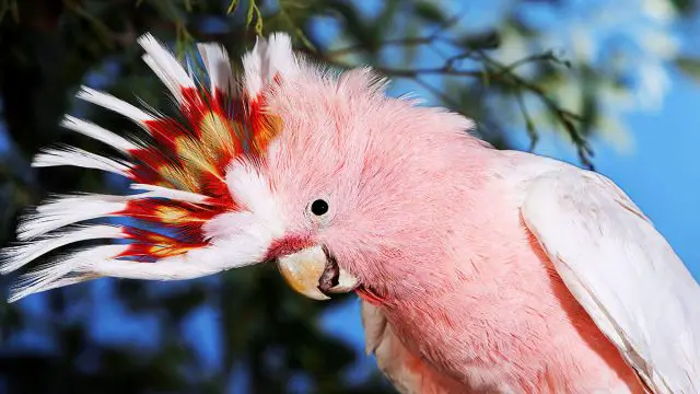 Piscis hombre animal cacatúa