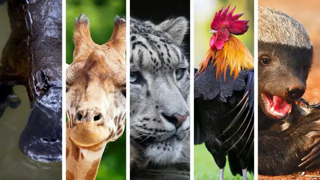 Los 5 animales espirituales del Hombre Acuario que mejor lo representan