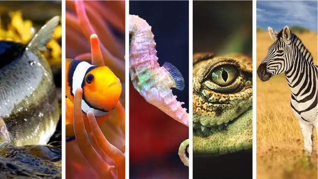 5 animales espirituales de la mujer Acuario que mejor la representan