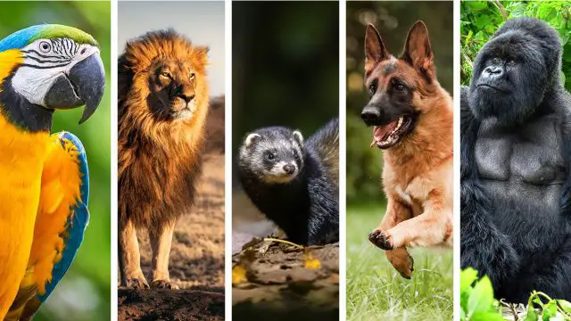 5 Leo Espíritu de Mujer Animales que mejor la representan - Proje KTA