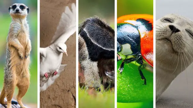 5 animales espirituales de la mujer Libra que mejor la representan