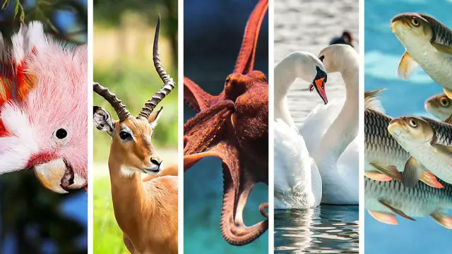 Los 5 animales espirituales del hombre Piscis que mejor lo representan