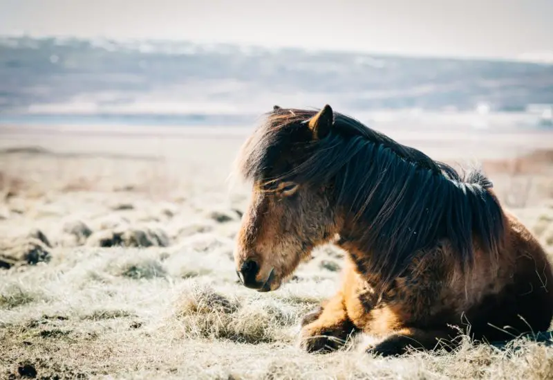 5 animales espirituales de Sagitario que representan perfectamente el signo