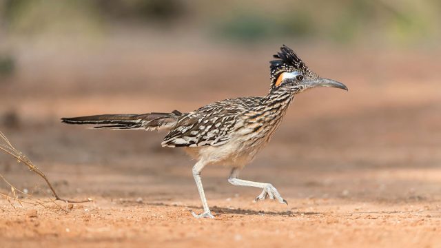 Correcaminos animal Géminis