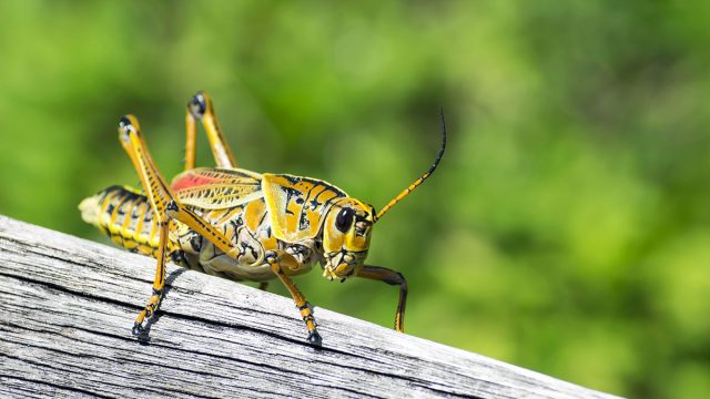 Grillo animal Géminis