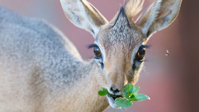 Géminis animal dik-dik