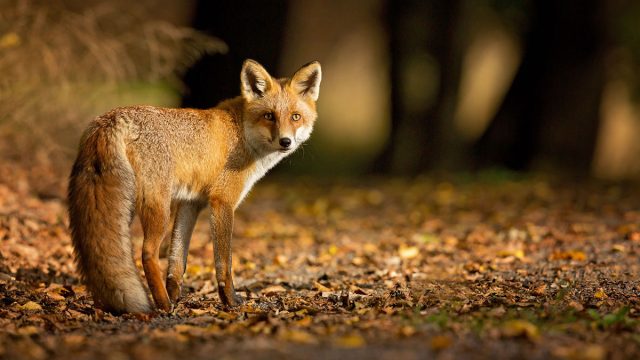 Zorro animal Géminis