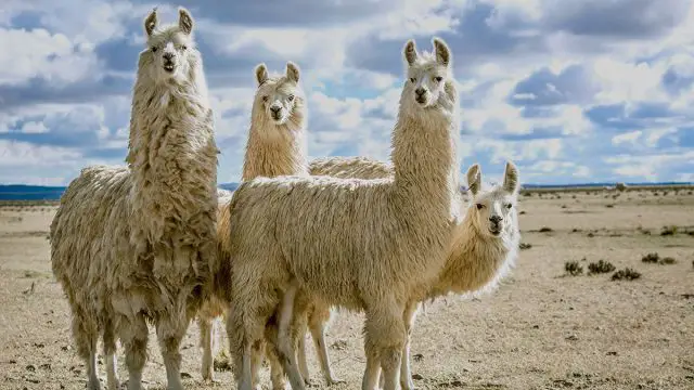 Leo  llamas de animales