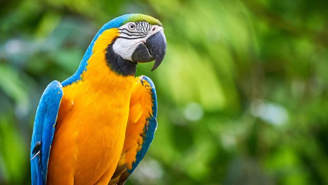 Leo  guacamayo animal