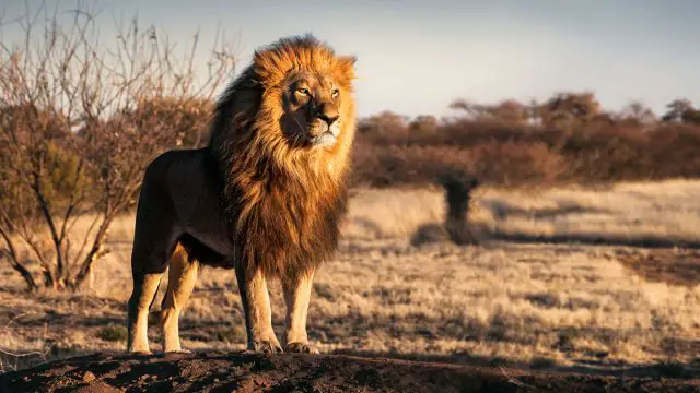 Leo  leon animal