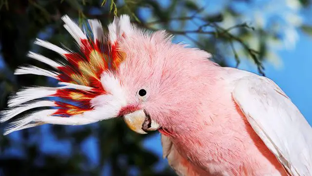 Leo  cacatúa de animales