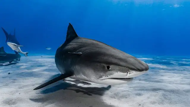 Leo  hombre animal tiburon