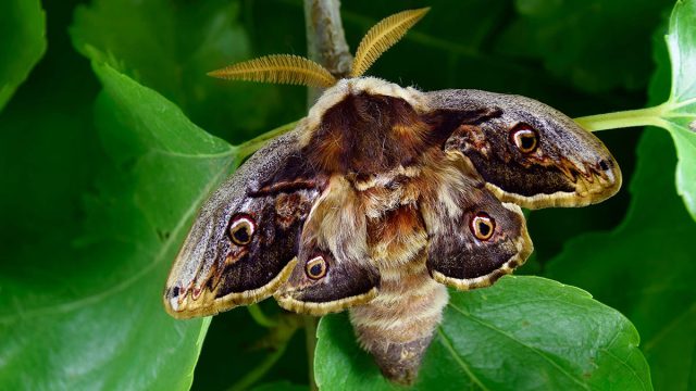 Polilla animal Sagitario