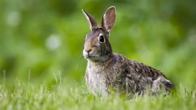 Conejo animal Sagitario