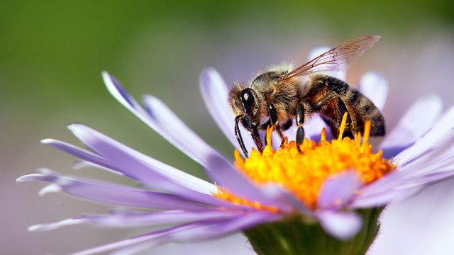 abeja animal virgo