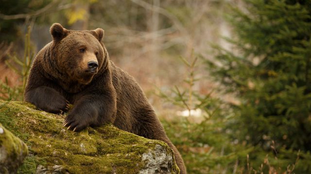 Oso animal de Virgo