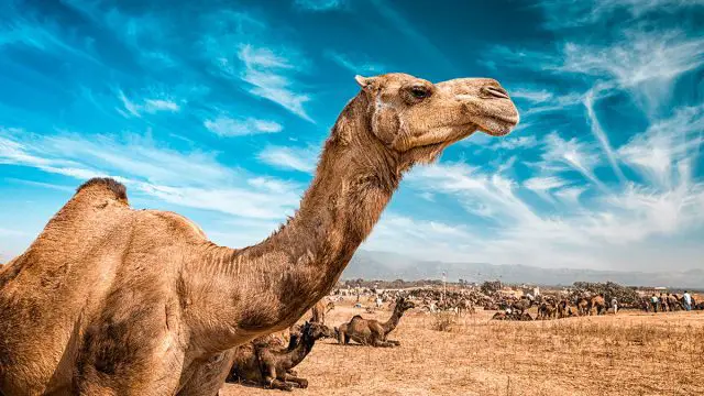 Camello animal de Virgo