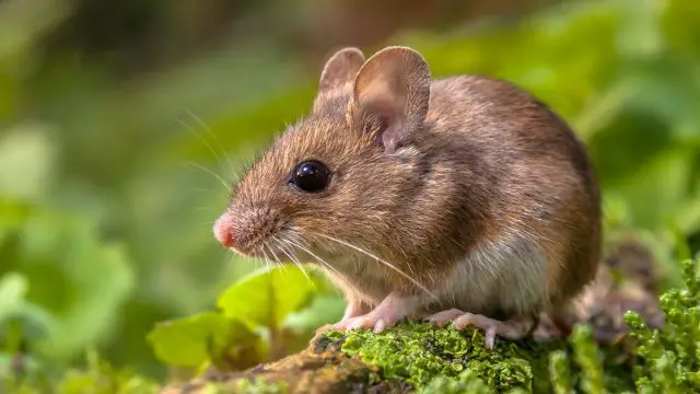 Ratón animal de Virgo