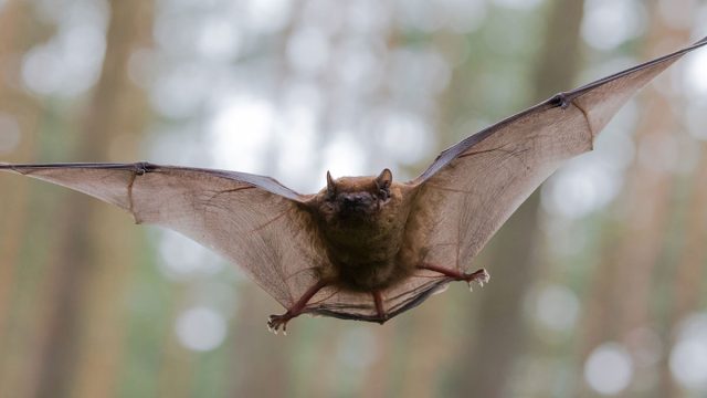 Murciélago animal Escorpio