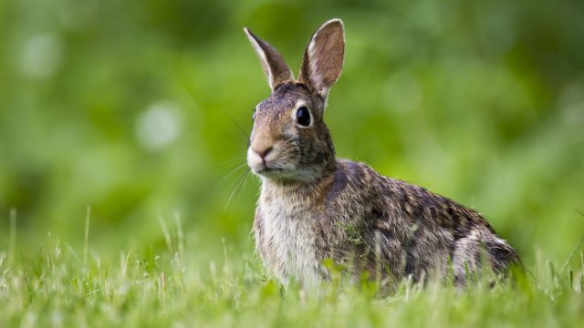 Escorpio animal conejo