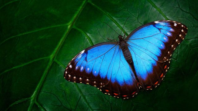 Escorpio animal mariposa